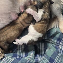 Dachshund Puppies from Mel's LowRider Ranch