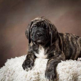 Mastiff and Neapolitan Mastiff Puppies from Sims English Mastiffs
