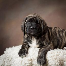 Mastiff and Neapolitan Mastiff Puppies from Sims English Mastiffs