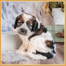 Blaine - Black white and tan male Cockapoo puppy in Connersville, Indiana from Deaz Doodle Ranch
