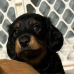 Dachshund Puppies from Crowned Doxies