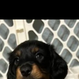 Dachshund Puppies from Crowned Doxies