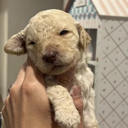 Boy 2 - Goldendoodle puppy in Cameron Park, California from Silkie Doodles
