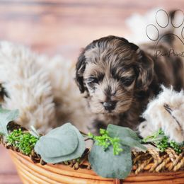 Cockapoo Puppies from Cockapoo~To~You