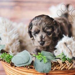 Cockapoo Puppies from Cockapoo~To~You