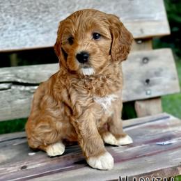 Marvin - Red  Goldendoodle puppy in Ogden, Utah from Archava Doodles