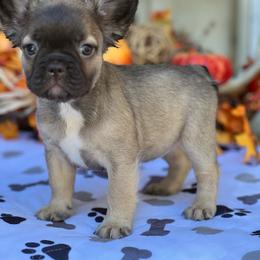 Dixie (reserved) - Fawn brindle and white female French Bulldog puppy in Hardy, Arkansas from Caring Hearts Kennel