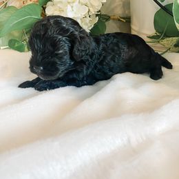 Girl 3 - female Cavapoo puppy in Marquand, Missouri from Perfectly Playful Doodles
