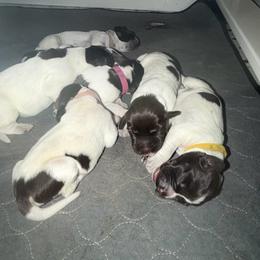 Canyon - Brown and gray male Wirehaired Pointing Griffon puppy in California from Rocking S Griffons