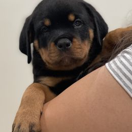 Rottweiler Puppies from GrowlHausRotts