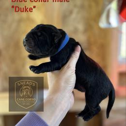 Duke - Black male Cane Corso puppy in Altoona, Alabama from Snead’s Cane Corso Kennel