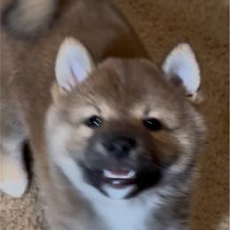 SHIKA - Red female Shiba Inu puppy in Derby, Kansas from Heart’s Desire Shiba Inus