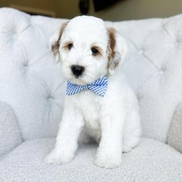 Starr - Parti male Goldendoodle puppy in Sterling, Illinois from Charley's Goldendoodles