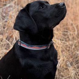 Labrador Retrievers from Straight Shot Labradors