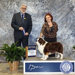 Ellott - Miniature American Shepherd