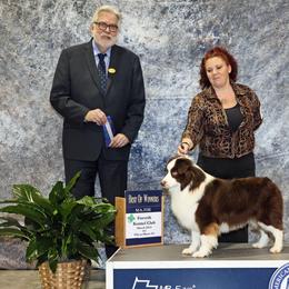 Ellott - Miniature American Shepherd