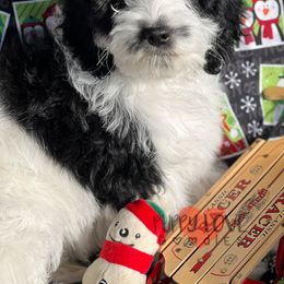 Aussiedoodle, Bernedoodle, Cockapoo, and Goldendoodle Puppies from Puppy Love Doodles