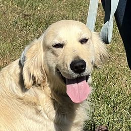 Constance - Golden Retriever
