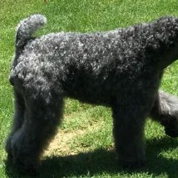 Kerry Blue Terriers from Lindmar Kerry Blue Terriers