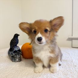 Halen - Red male Pembroke Welsh Corgi puppy in Chubbuck, Idaho from Sunny J Corgis and Mini Americans