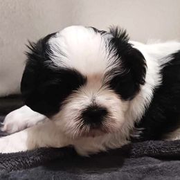 Rocket - Black and white Shih Tzu puppy in Parrish, Florida from Livingston Kennels
