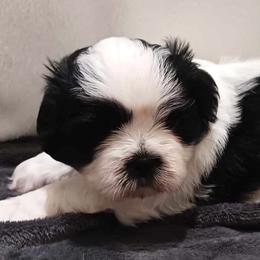 Rocket - Black and white Shih Tzu puppy in Parrish, Florida from Livingston Kennels