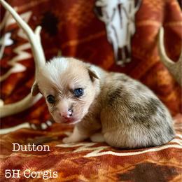 American Corgi Puppies from 5H Corgis