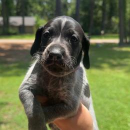 Purple collar - Black roan female German Shorthaired Pointer puppy in Huntington, Texas from B&B GSP’S