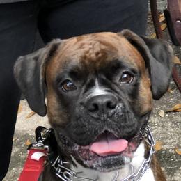 XENA - Boxer