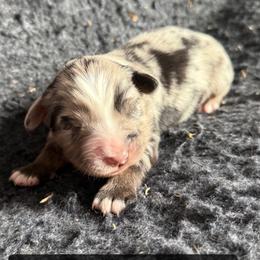 Huckleberry - Blue merle female Toy Australian Shepherd puppy in Medical Lake, Washington from MAS Gone Rogue