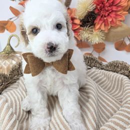 Oakley - Parti male Goldendoodle puppy in Leander, Texas from Doodle Doula