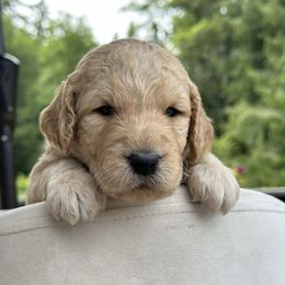 Daphne - Apricot female Goldendoodle puppy in Rainier, Oregon from Beaver Springs Puppies