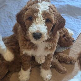 Bull - Parti male Goldendoodle puppy in Sioux Falls, South Dakota from Dolly's Doodles