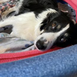 Border Collie Puppies from Border Collie LLC