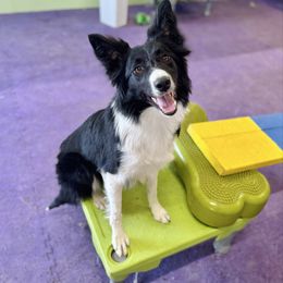 Moon - Border Collie