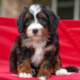 Baker - Tri-color male Bernedoodle puppy in Dundee, Ohio from Down Home Doodle