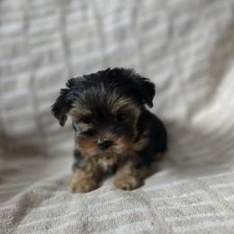 Boy 1 - Blue and gold male Yorkshire Terrier puppy in Colton, Oregon from Yorkies & More R US