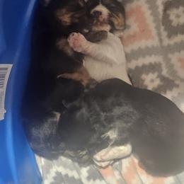 Yorkshire Terrier Puppies from Sonshine Yorkies