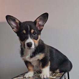 Pembroke Welsh Corgi Puppies from McMillion Corgis
