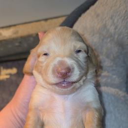 Cream boy - Cream male Dachshund puppy in West Plains, Missouri from Spring Creek Dachshunds