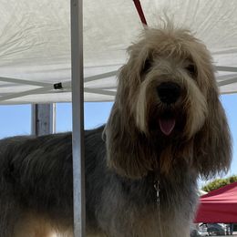 Lily - Otterhound