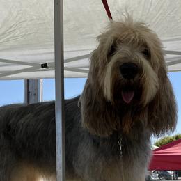 Lily - Otterhound