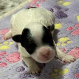 Violet - Parti female Maltipoo puppy in Colonial Beach, Virginia from BeachRidge Pups