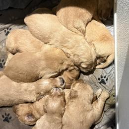 Girl 4 - Golden female Golden Retriever puppy in Maidens, Virginia from Legacy Farm Goldens