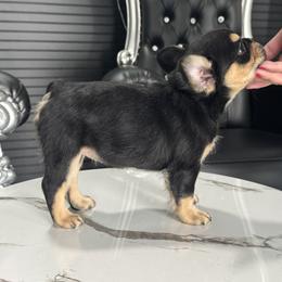 French Bulldog Puppies from Velvet Fluffy Pups