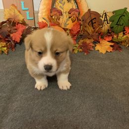 Pembroke Welsh Corgi Puppies from McKay Corgi's