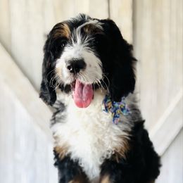 River - female Australian Mountain Doodle puppy in Sterling, Colorado from North 40 Doodles