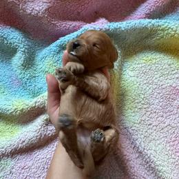 Star - Apricot female Cavapoo puppy in Gainesville, Florida from Alyssa Xxweetdoodles