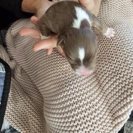 Boy 7 - Red tri-color male Australian Shepherd puppy in Tehachapi, California from Astralvale Aussies