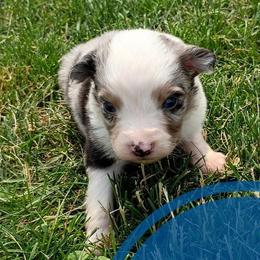 Dallas - Blue merle male Miniature Australian Shepherd puppy in Kettle Falls, Washington from Ellie's Miniature Australian Shepherds
